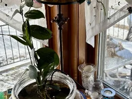 figuring out which plants like to grow out of your tank...