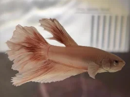 Angel update week  3