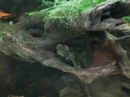 Bristlenose