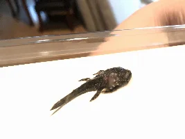 bristlenose catfish Death. Can anyone identify?
