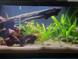 Planted 40g Aquarium Journal