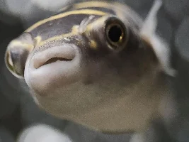 Figure 8 Developed Lump on the Side of Jaw