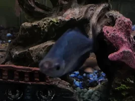 Turquoise rainbow fish with hole in the head?