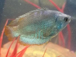 Gourami gender help!