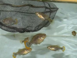 if it's a goodeid species  it’s worth keeping