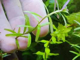 I forgot the name of these plants