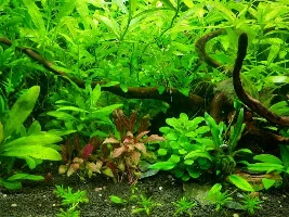 68L HighTech Style Planted