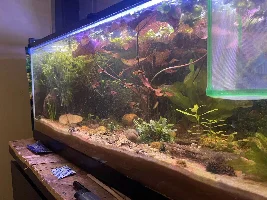 Having an issue with my salt and pepper Corys .