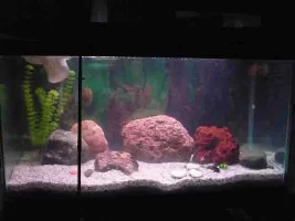 Are Bettas Compatible?