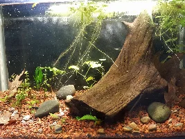 10 gallon tank rebuild