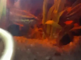 Liquoric Gourami identifying