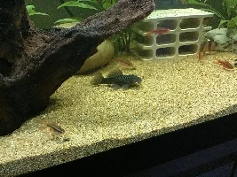 Chubby Pleco aka pinball