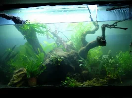 Opinions before I plant, please! :-D