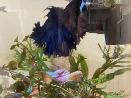 Help with betta (fin damage, possible fin rot)