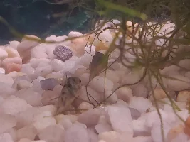 Starter tank, 29g