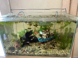 Dwarf gourami choking