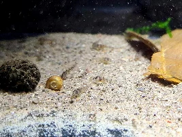 So Many Babies
