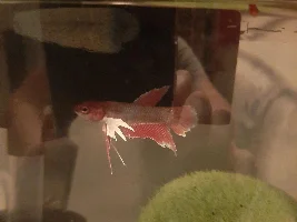 I impulse bought a sad betta...