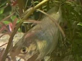 Need Help Diagnosing Fish Health Issues in My 75g Community