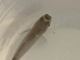 Platy Dying?