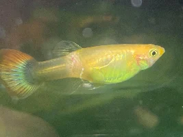 Guppy help, sick fish!