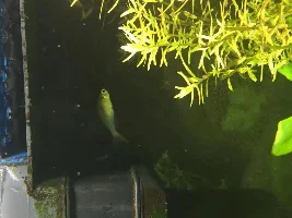 Dwarf Neon Rainbowfish Dead Help