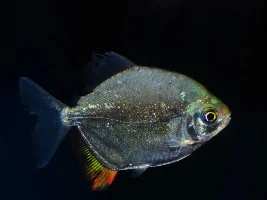 trying another new to me fish... again, not a lot of info out there... Myloplus arnoldi)