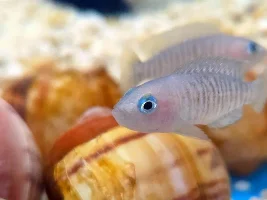 LFS photos