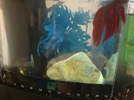 Betta confusion