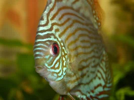 Favorite Fish Photos