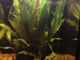 Java Fern Question.