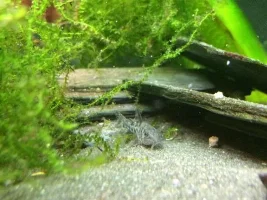 Fertile Cory Eggs!
