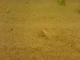 Parents And Fry