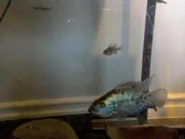 Electric Blue Jack Dempsey Growth Journal :)