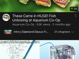 Hello! & Help identify a fish?