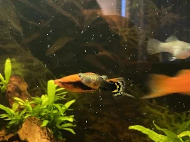 Swollen lump near anal fin in female guppy