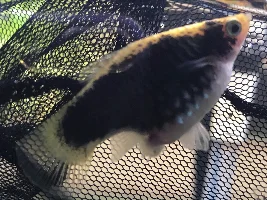 Platy, something coming out of her anal area & fish die off
