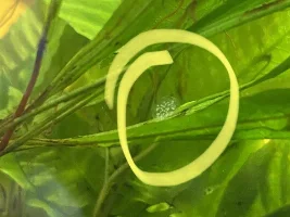 What are these growing with my guppies?