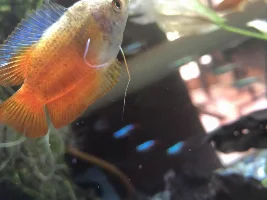 gourami Worm?!?!