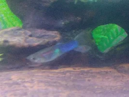 My guppy's bizarre black spot.