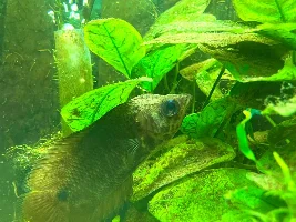 which of your fish has the potential to live the longest, and are you really ready for that???