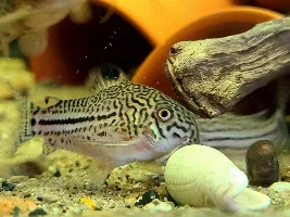 So Many Babies