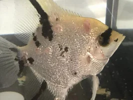 My angelfish is being Attacked and now has multiple wounds all over her ?