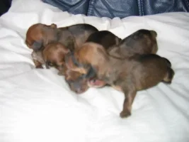 Pups Have Arrived