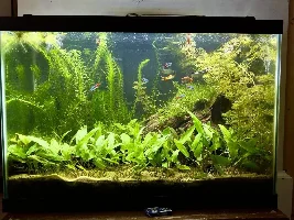 5 Planted Tanks