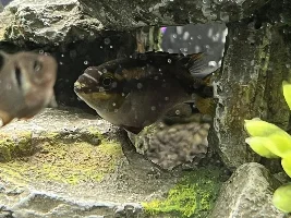 What is this fish?