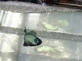 Betta Bubble Nesting Contest Comeing Back
