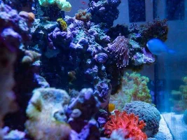 Saltwater pics