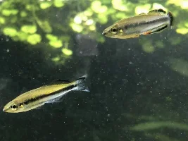 130 gallon planted tank