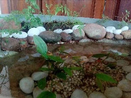 My guppies and carps